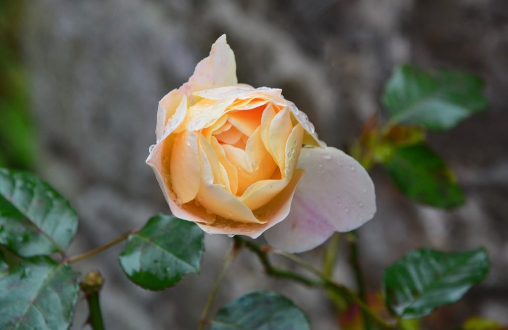 پیلے رنگ کے گلاب کی جھاڑی