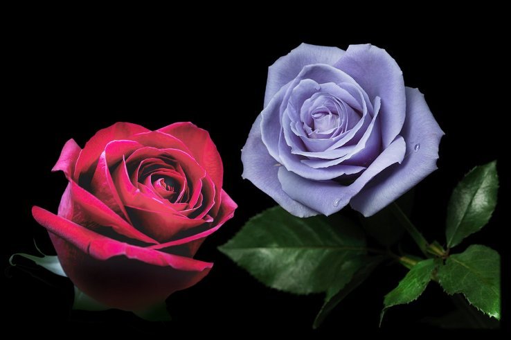 Discover How Roses Bring Joy and Affection to Your Life